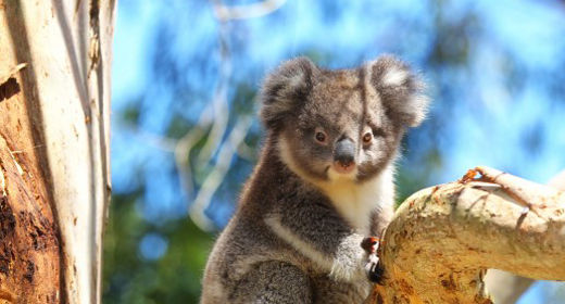 152755-56-Koala-in-Victoria.jpg