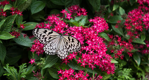 Butterfly_Garden