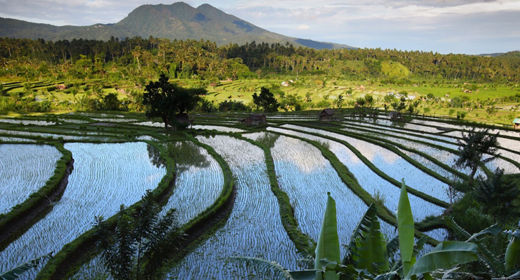 Arrozales de Tegallalang