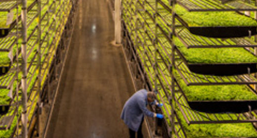 aero-farms.jpg