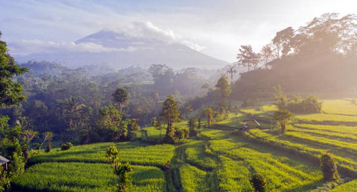 Rice Terraces 