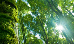 Carbon Offset Program