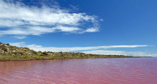 Lagos rosados