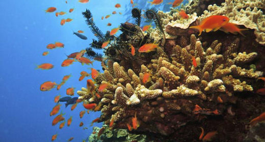 Great Barrier Reef