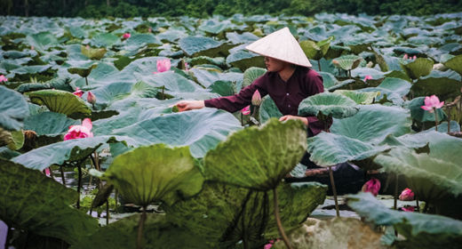 Hanoi