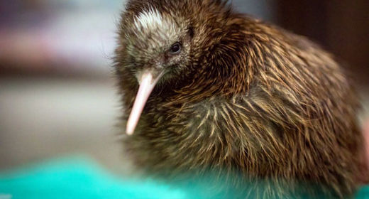 Kiwi, das Nationaltier Neuseelands