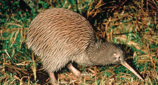 Kiwi