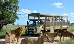 lion-park.jpg