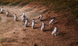 Penguins
