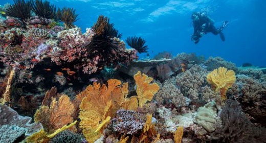 Plongée sous marine Nouvelle-Calédonie