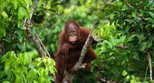 orang-utan.png