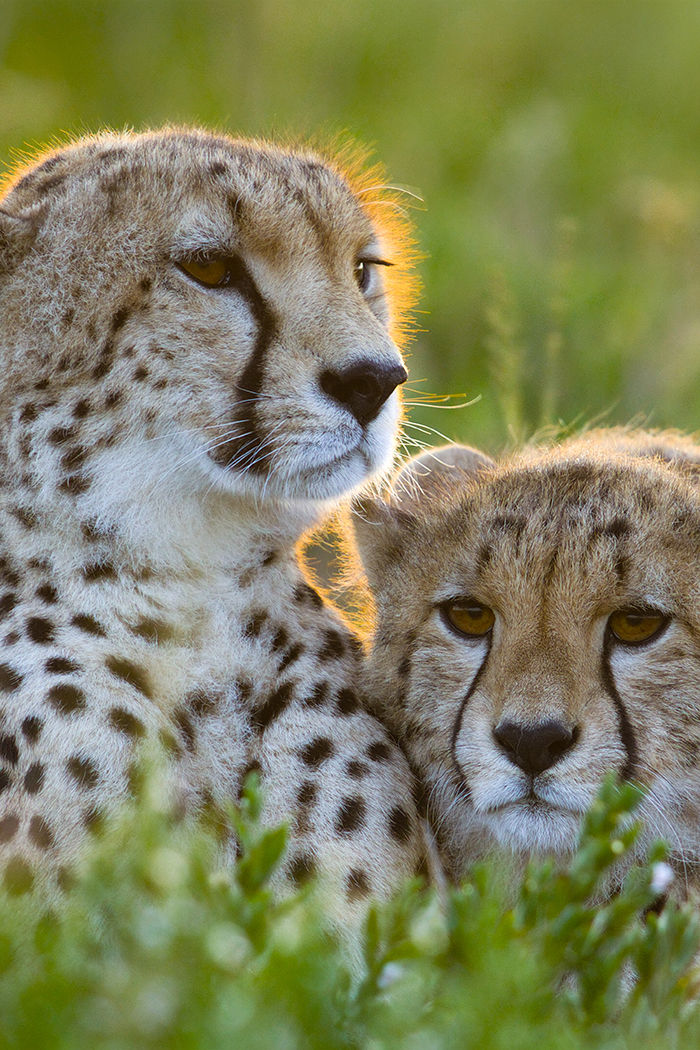 Cheetahs up close with Gregory Bertie
