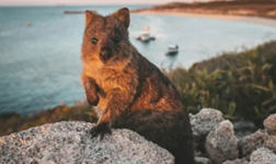 quokka