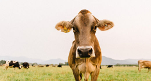 Rougec-cow