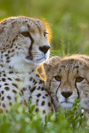 Cheetahs up close with Gregory Bertie